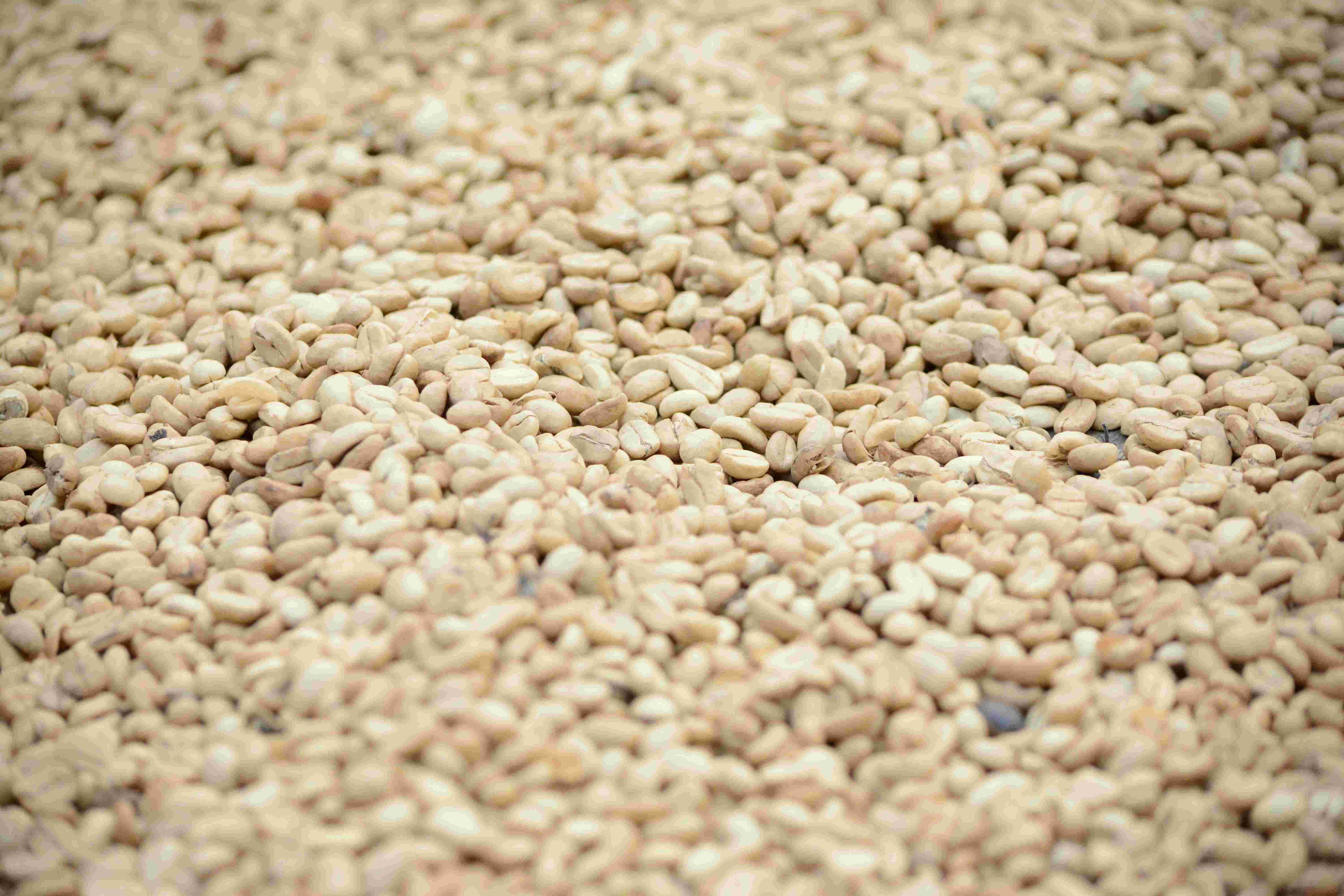 Nuvetra Global Sesame Seeds